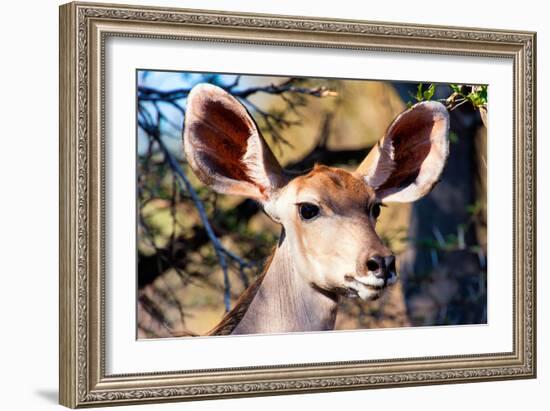 Awesome South Africa Collection - Portrait of a Female Nyala Antelope I-Philippe Hugonnard-Framed Photographic Print