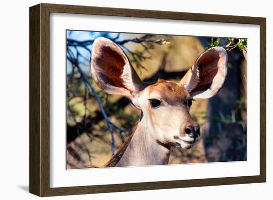 Awesome South Africa Collection - Portrait of a Female Nyala Antelope I-Philippe Hugonnard-Framed Photographic Print