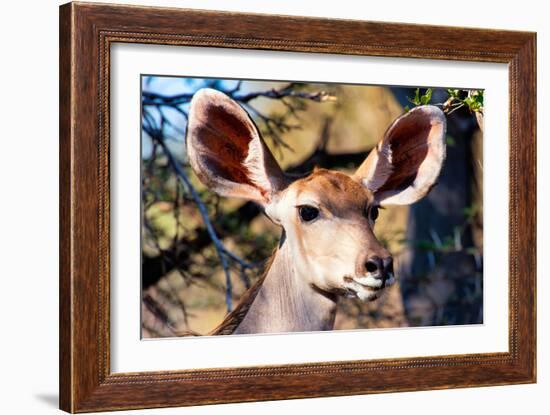 Awesome South Africa Collection - Portrait of a Female Nyala Antelope I-Philippe Hugonnard-Framed Photographic Print