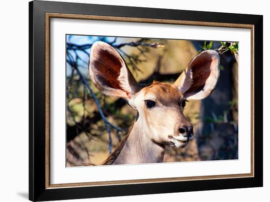 Awesome South Africa Collection - Portrait of a Female Nyala Antelope I-Philippe Hugonnard-Framed Photographic Print