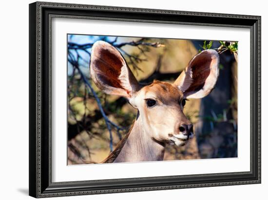 Awesome South Africa Collection - Portrait of a Female Nyala Antelope I-Philippe Hugonnard-Framed Photographic Print