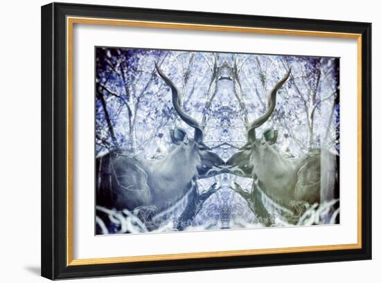 Awesome South Africa Collection - Reflection of Greater Kudu - Powder Blue & Grey-Philippe Hugonnard-Framed Photographic Print