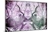 Awesome South Africa Collection - Reflection of Greater Kudu - Purple & Grey-Philippe Hugonnard-Mounted Photographic Print