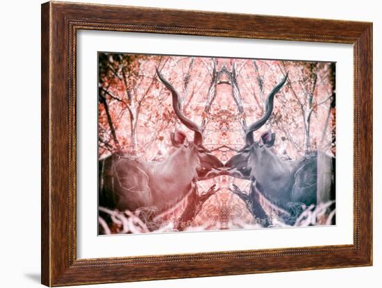 Awesome South Africa Collection - Reflection of Greater Kudu - Red & Dimgray-Philippe Hugonnard-Framed Photographic Print