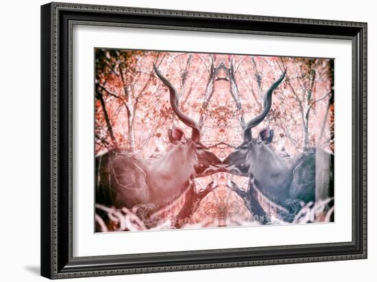 Awesome South Africa Collection - Reflection of Greater Kudu - Red & Dimgray-Philippe Hugonnard-Framed Photographic Print