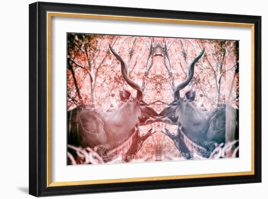 Awesome South Africa Collection - Reflection of Greater Kudu - Red & Dimgray-Philippe Hugonnard-Framed Photographic Print