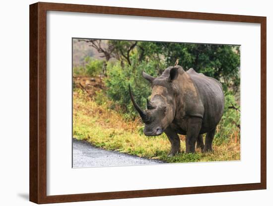 Awesome South Africa Collection - Rhinoceros-Philippe Hugonnard-Framed Photographic Print