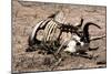 Awesome South Africa Collection - Safari Bone-Philippe Hugonnard-Mounted Photographic Print
