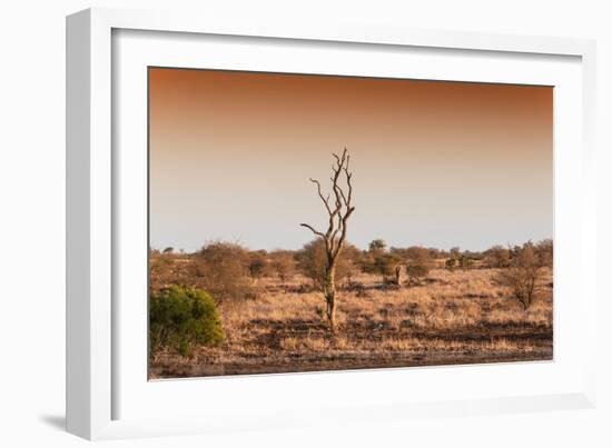 Awesome South Africa Collection - Savanna at Sunrise II-Philippe Hugonnard-Framed Photographic Print