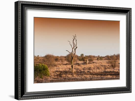 Awesome South Africa Collection - Savanna at Sunrise II-Philippe Hugonnard-Framed Photographic Print