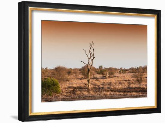 Awesome South Africa Collection - Savanna at Sunrise II-Philippe Hugonnard-Framed Photographic Print