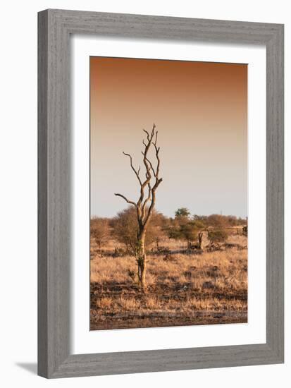 Awesome South Africa Collection - Savanna at Sunrise III-Philippe Hugonnard-Framed Photographic Print
