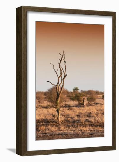 Awesome South Africa Collection - Savanna at Sunrise III-Philippe Hugonnard-Framed Photographic Print