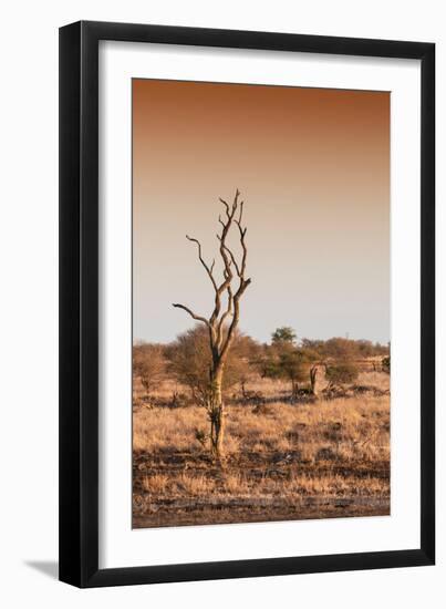 Awesome South Africa Collection - Savanna at Sunrise III-Philippe Hugonnard-Framed Photographic Print