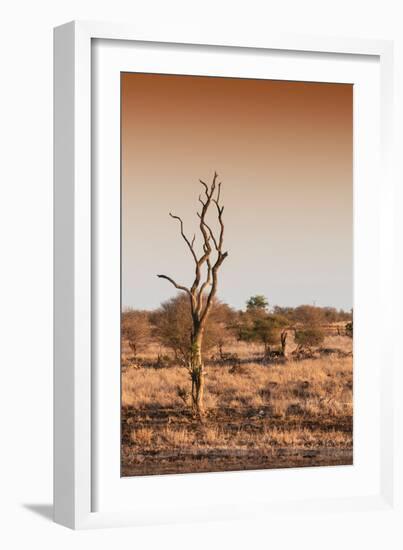 Awesome South Africa Collection - Savanna at Sunrise III-Philippe Hugonnard-Framed Photographic Print