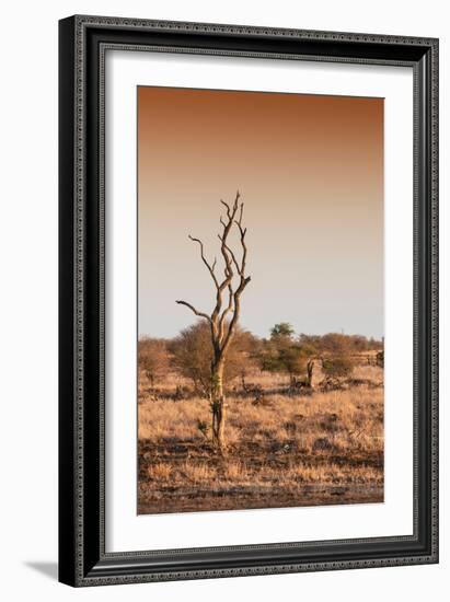 Awesome South Africa Collection - Savanna at Sunrise III-Philippe Hugonnard-Framed Photographic Print