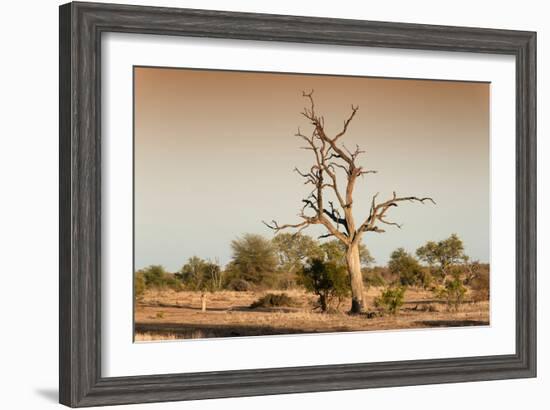 Awesome South Africa Collection - Savanna at Sunrise V-Philippe Hugonnard-Framed Photographic Print