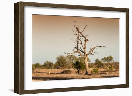 Awesome South Africa Collection - Savanna at Sunrise V-Philippe Hugonnard-Framed Photographic Print