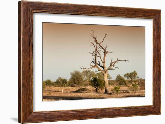 Awesome South Africa Collection - Savanna at Sunrise V-Philippe Hugonnard-Framed Photographic Print