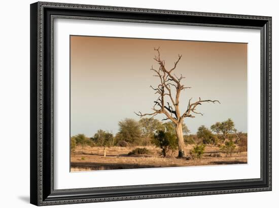Awesome South Africa Collection - Savanna at Sunrise V-Philippe Hugonnard-Framed Photographic Print
