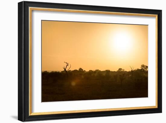 Awesome South Africa Collection - Savanna at Sunrise-Philippe Hugonnard-Framed Photographic Print