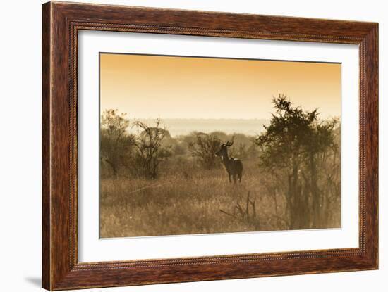 Awesome South Africa Collection - Savanna Landscape and Kudu at Sunset-Philippe Hugonnard-Framed Photographic Print