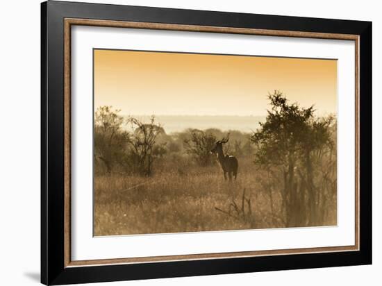 Awesome South Africa Collection - Savanna Landscape and Kudu at Sunset-Philippe Hugonnard-Framed Photographic Print