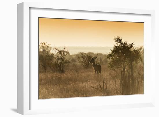 Awesome South Africa Collection - Savanna Landscape and Kudu at Sunset-Philippe Hugonnard-Framed Photographic Print