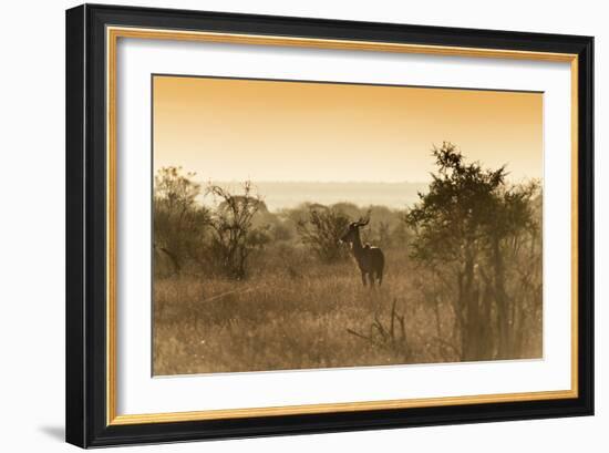 Awesome South Africa Collection - Savanna Landscape and Kudu at Sunset-Philippe Hugonnard-Framed Photographic Print