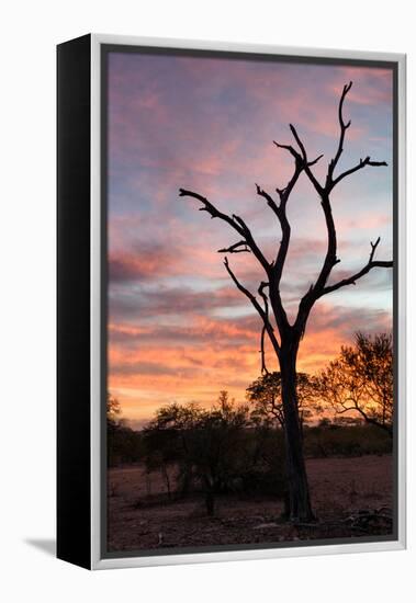 Awesome South Africa Collection - Savanna Tree at Sunrise-Philippe Hugonnard-Framed Premier Image Canvas