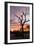 Awesome South Africa Collection - Savanna Tree at Sunrise-Philippe Hugonnard-Framed Photographic Print