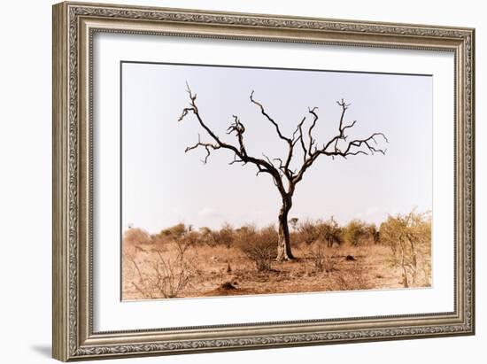 Awesome South Africa Collection - Savanna Tree IX-Philippe Hugonnard-Framed Photographic Print