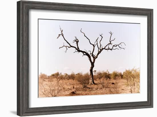 Awesome South Africa Collection - Savanna Tree IX-Philippe Hugonnard-Framed Photographic Print