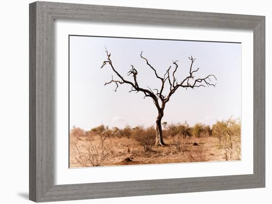 Awesome South Africa Collection - Savanna Tree IX-Philippe Hugonnard-Framed Photographic Print