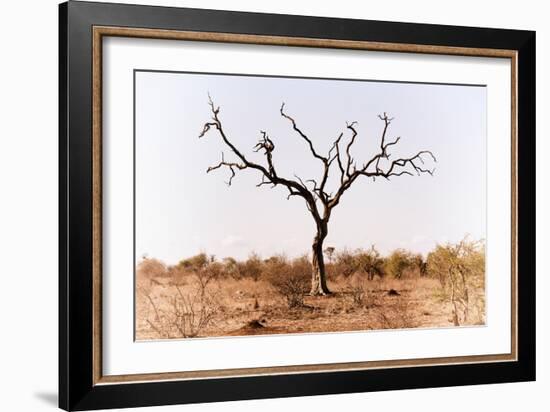 Awesome South Africa Collection - Savanna Tree IX-Philippe Hugonnard-Framed Photographic Print