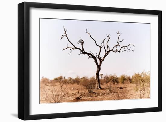 Awesome South Africa Collection - Savanna Tree IX-Philippe Hugonnard-Framed Photographic Print