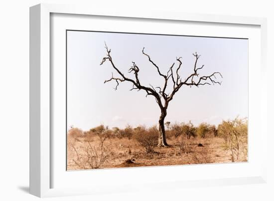 Awesome South Africa Collection - Savanna Tree IX-Philippe Hugonnard-Framed Photographic Print