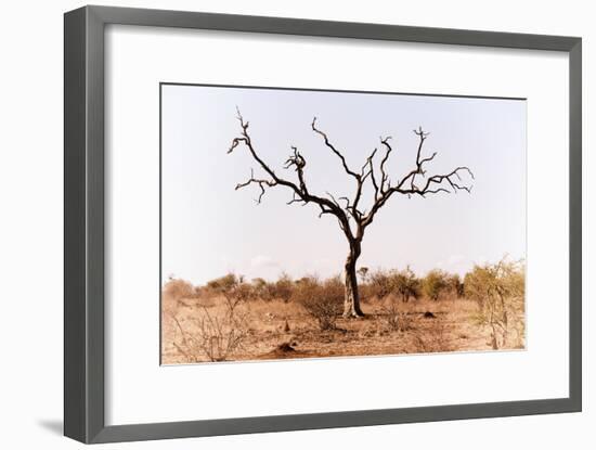 Awesome South Africa Collection - Savanna Tree IX-Philippe Hugonnard-Framed Photographic Print