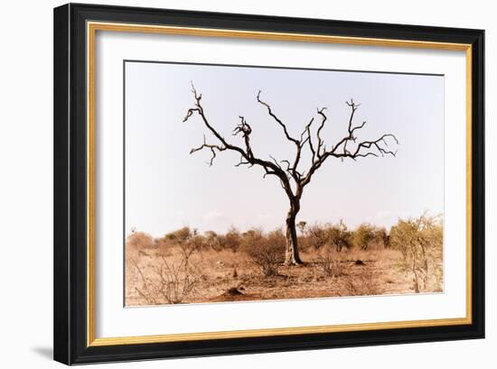 Awesome South Africa Collection - Savanna Tree IX-Philippe Hugonnard-Framed Photographic Print