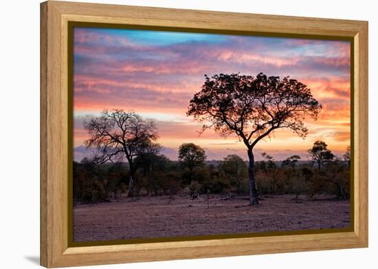 Awesome South Africa Collection - Savanna Trees at Sunrise I-Philippe Hugonnard-Framed Premier Image Canvas