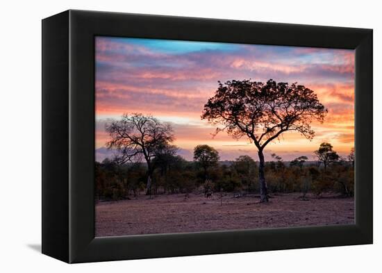 Awesome South Africa Collection - Savanna Trees at Sunrise I-Philippe Hugonnard-Framed Premier Image Canvas