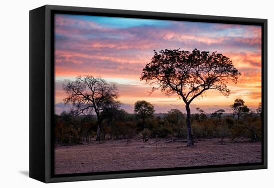 Awesome South Africa Collection - Savanna Trees at Sunrise I-Philippe Hugonnard-Framed Premier Image Canvas