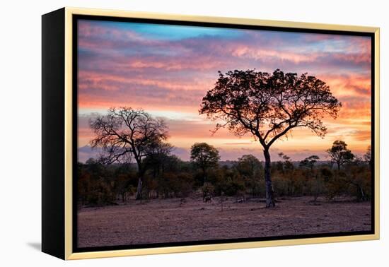 Awesome South Africa Collection - Savanna Trees at Sunrise I-Philippe Hugonnard-Framed Premier Image Canvas