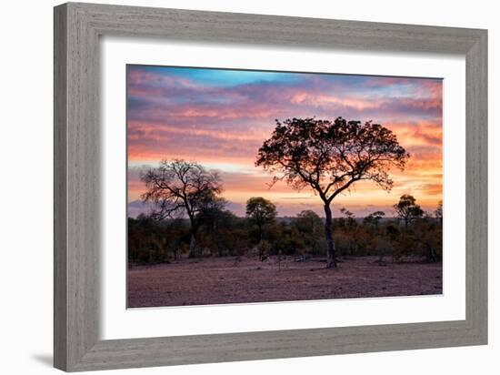 Awesome South Africa Collection - Savanna Trees at Sunrise I-Philippe Hugonnard-Framed Photographic Print