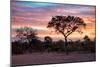 Awesome South Africa Collection - Savanna Trees at Sunrise I-Philippe Hugonnard-Mounted Photographic Print
