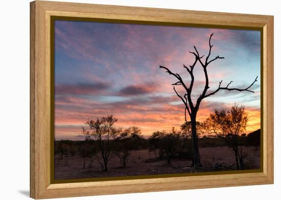 Awesome South Africa Collection - Savanna Trees at Sunrise-Philippe Hugonnard-Framed Premier Image Canvas