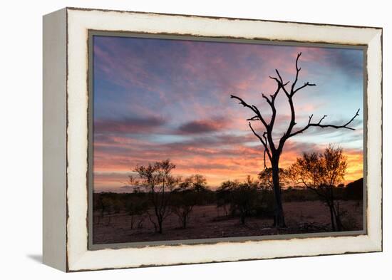 Awesome South Africa Collection - Savanna Trees at Sunrise-Philippe Hugonnard-Framed Premier Image Canvas