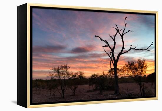 Awesome South Africa Collection - Savanna Trees at Sunrise-Philippe Hugonnard-Framed Premier Image Canvas