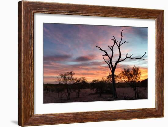 Awesome South Africa Collection - Savanna Trees at Sunrise-Philippe Hugonnard-Framed Photographic Print