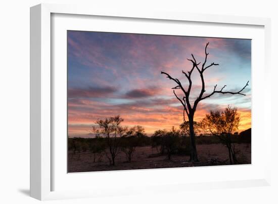 Awesome South Africa Collection - Savanna Trees at Sunrise-Philippe Hugonnard-Framed Photographic Print